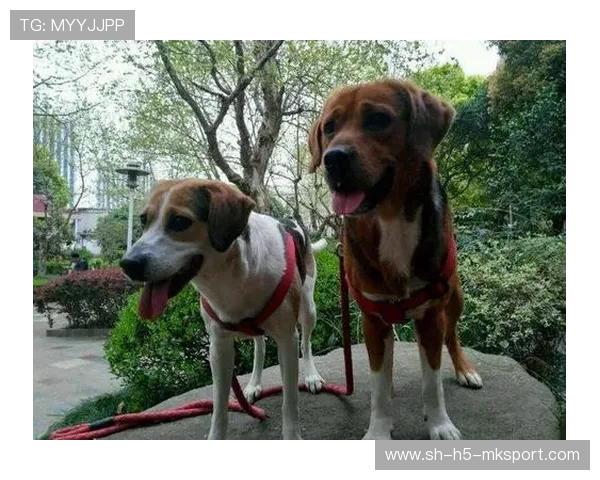 攀岩赛事给选手狗狗也发奖牌